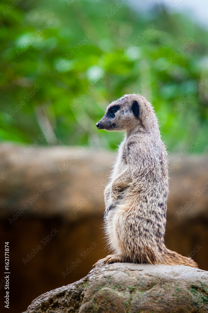 Fototapeta premium Meerkat (Suricata suricatta) sentry