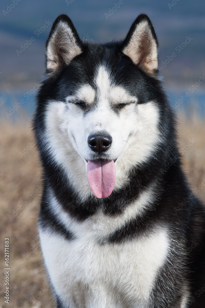Cheerful happy blue-eyed husky