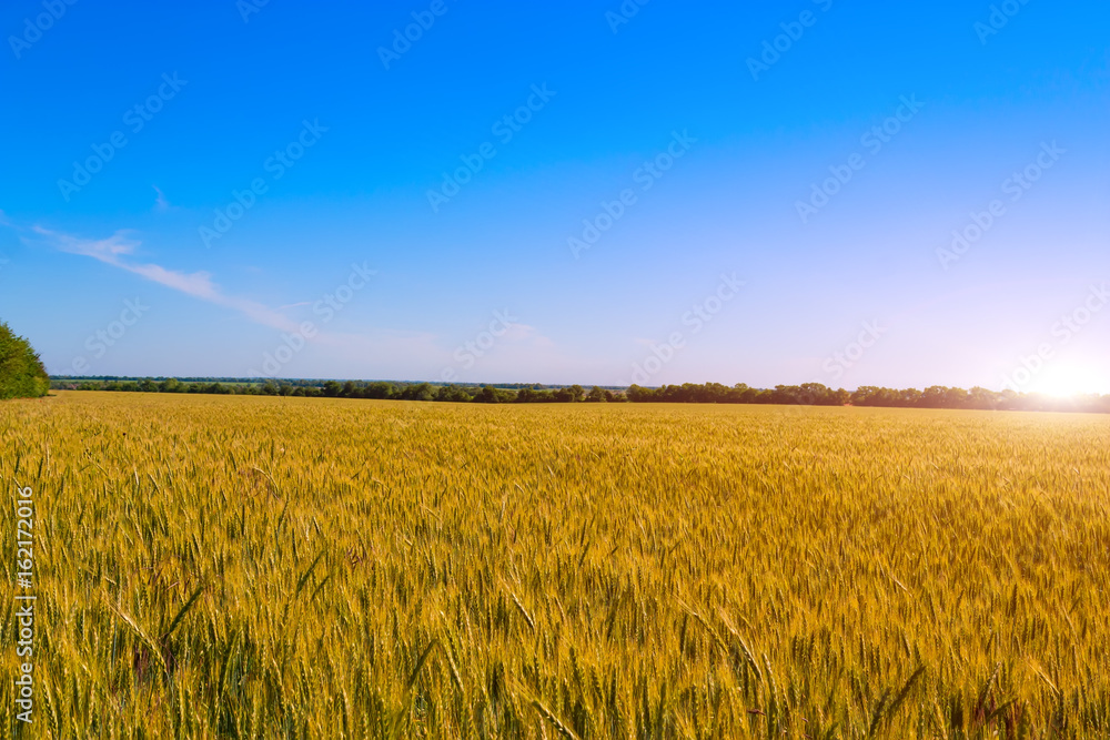Beautiful sunset over wheat field.