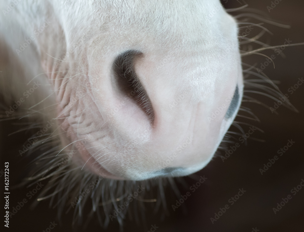 Animal body part. Horse nose on dark background.