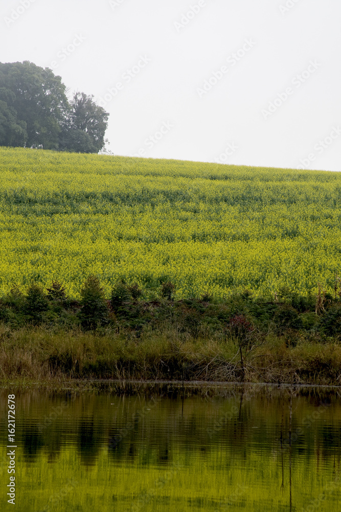 LAVOURA DE CANOLA LAVOURA DE CANOLA
