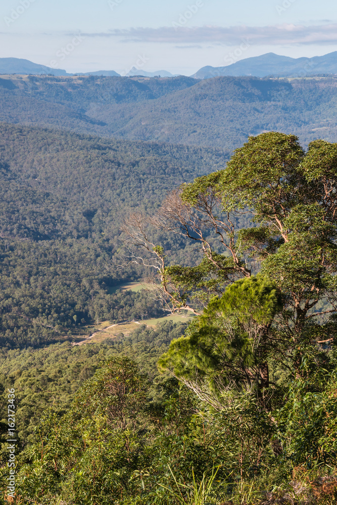 Fototapeta premium tropical rainforest in Tamborine National Park, Queensland, Australia