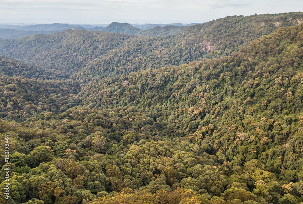 Gondwana rainforest in Tamborine National Park, Queensland, Australia