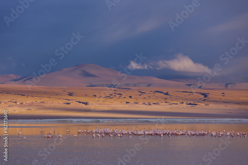 Pink flamingos roosting at the Red Lagoon at sunset in Eduardo Avaroa Wildlife Refuge, Sud Lipez, Bolivia
