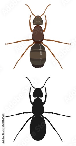 Ant, color image and silhouette. Vector illustration.