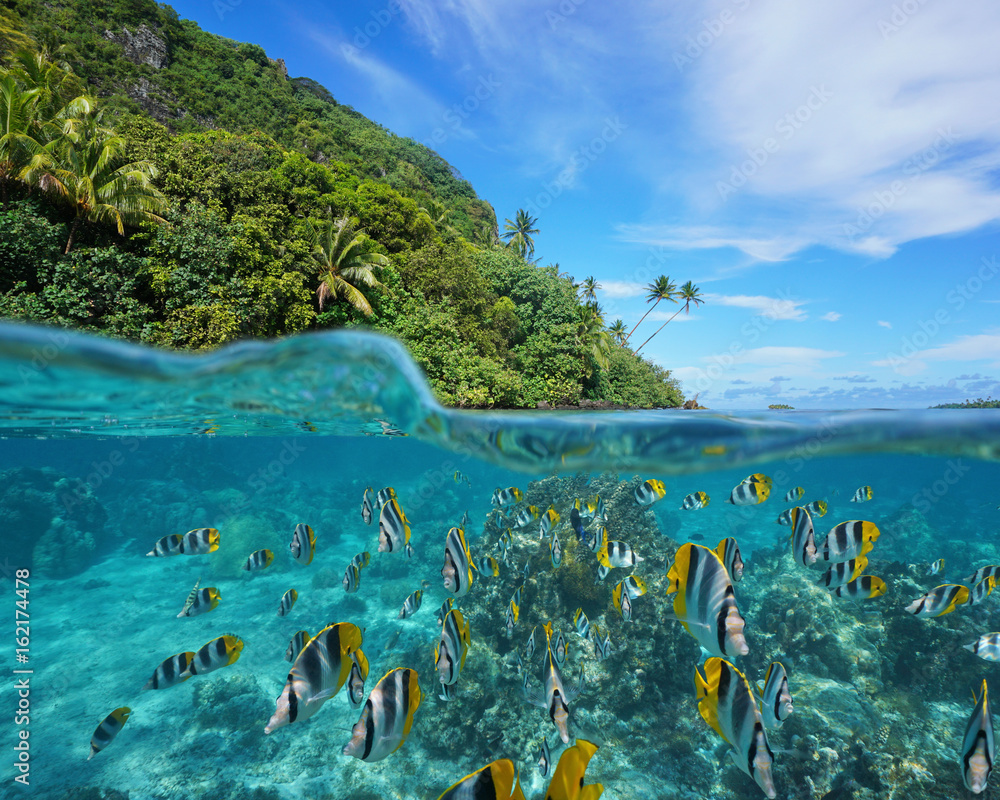 Fototapeta premium Over and under the sea near the shore of a lush wild coast with a school of tropical fish underwater split by waterline, Huahine island, Pacific ocean, French Polynesia