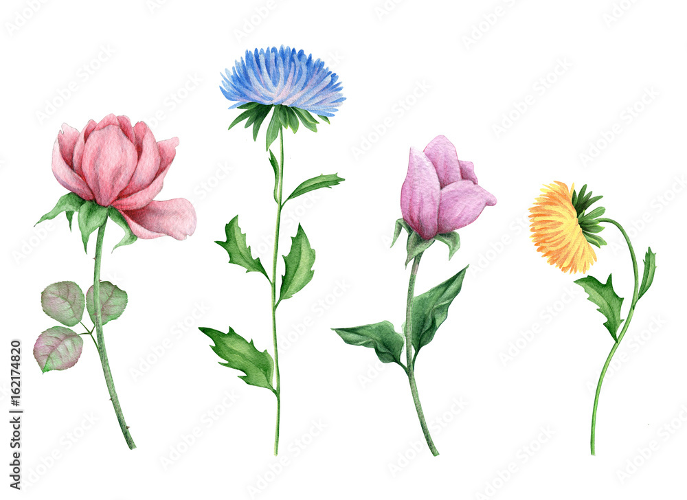 Asters and Peonies. Watercolor flowers on white background