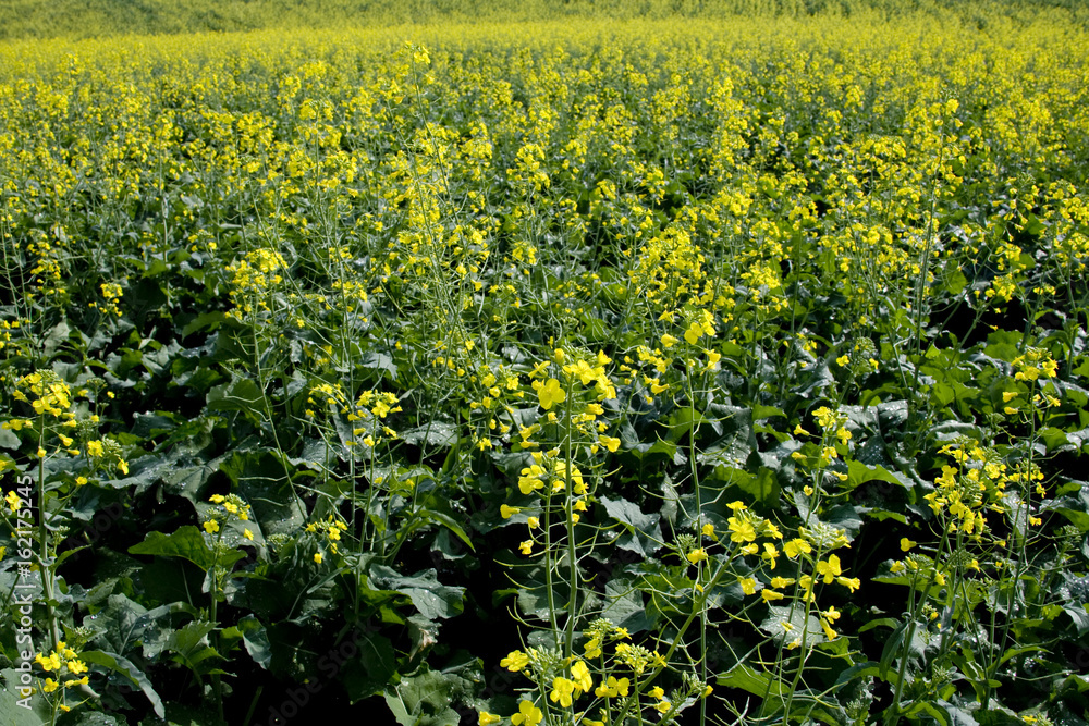Obraz premium LAVOURA DE CANOLA