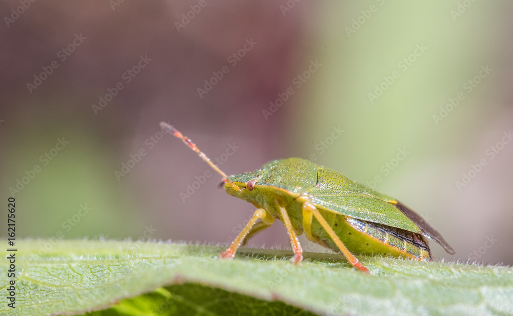 Mature Eurasian Green shield bug Palomena prasina on a green leaf, side view Mature Eurasian Green shield bug Palomena prasina on a green leaf, side view