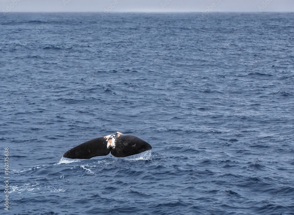 Fototapeta premium Sperm Whale showing its tail as it dives