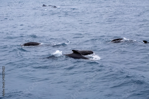 Orcas  pilot whales.
