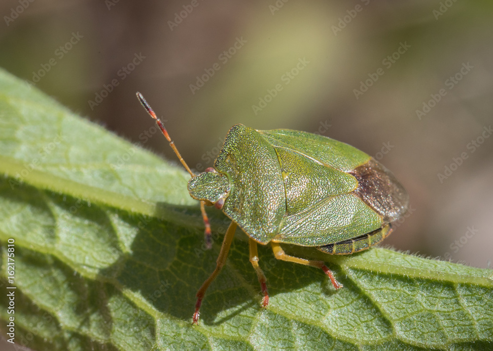 Mature Eurasian Green shield bug Palomena prasina on a green leaf, high angle view Mature Eurasian Green shield bug Palomena prasina on a green leaf, high angle view