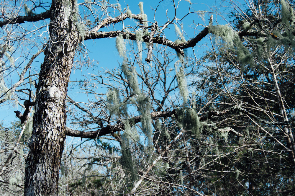 Obraz premium Spanish Moss