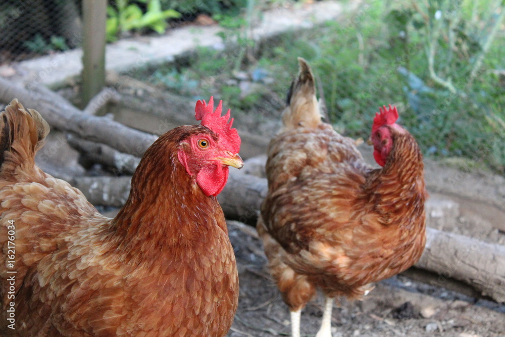 Fototapeta premium Poules