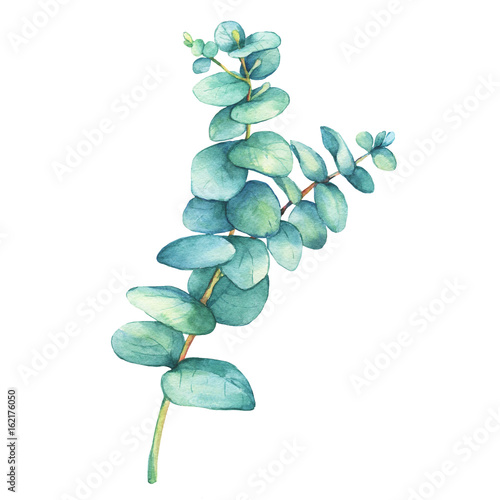 A branch of silver-dollar eucalyptus (Eucalyptus cordata), plant also known as Silver Dollar Gum. Watercolor hand drawn painting illustration, isolated on white background.