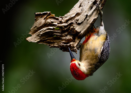 Yucatán woodpecker (Melanerpes pygmaeus) photo