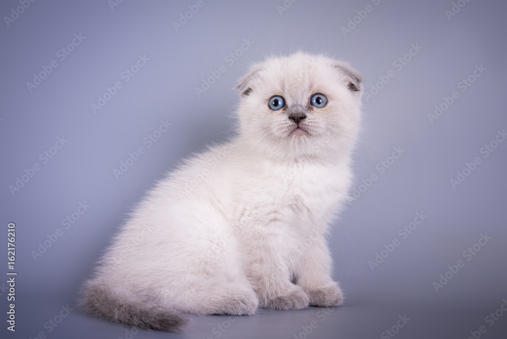 Scottish Fold small cute kitten blue colorpoint white