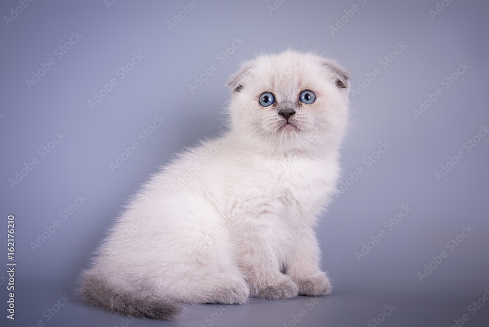 Fototapeta premium Scottish Fold small cute kitten blue colorpoint white