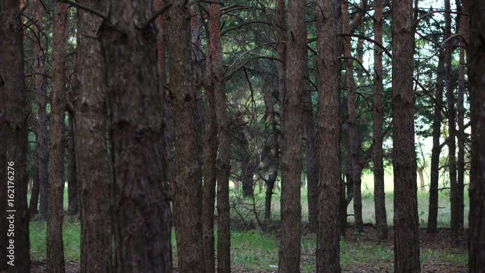 Movement through a pine forest. summer day Movement through a pine forest. summer day