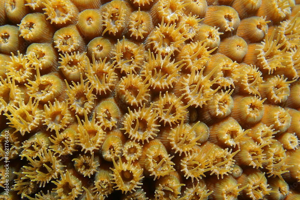 Fototapeta premium Macro of great star coral with open polyps, Montastraea cavernosa, underwater in the Caribbean sea
