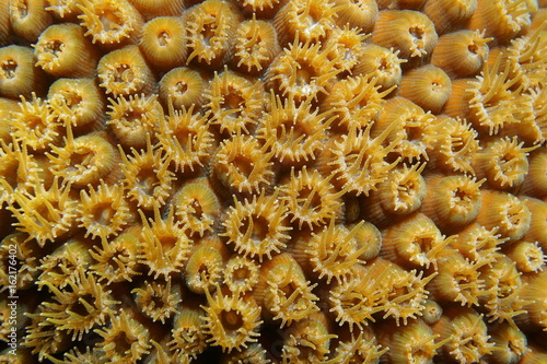 Macro of great star coral with open polyps, Montastraea cavernosa, underwater in the Caribbean sea photo
