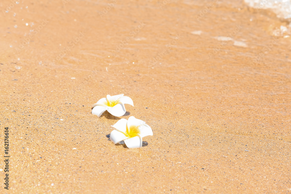 Beautiful tropical flowers at sea shore. Vacation concept Beautiful tropical flowers at sea shore. Vacation concept