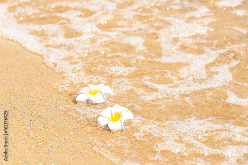 Beautiful tropical flowers at sea shore. Vacation concept
