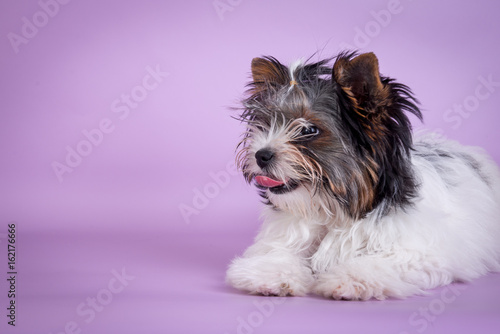 Beautiful Yorkshire Terrier Dog on color background