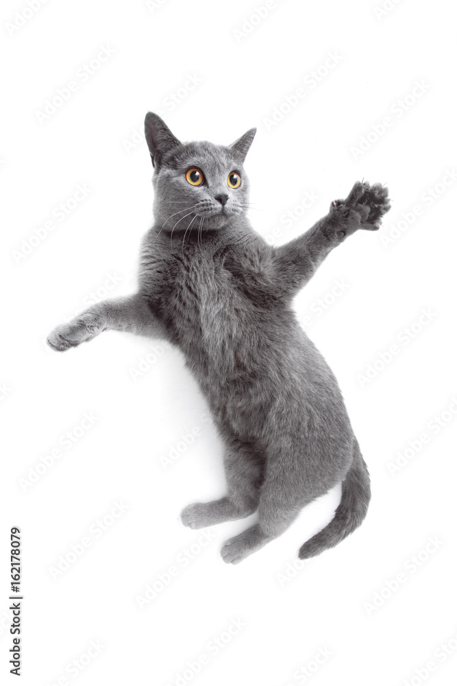 Obraz premium Gray cat playing and jumps on white background