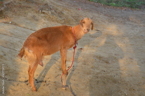 Brown Goat © Vijay