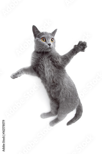 Fototapeta Naklejka Na Ścianę i Meble -  Gray cat playing and jumps on white background