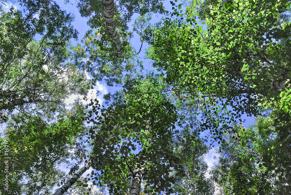 Fototapeta premium The crowns of the birch trees against the sky. The view from the bottom up