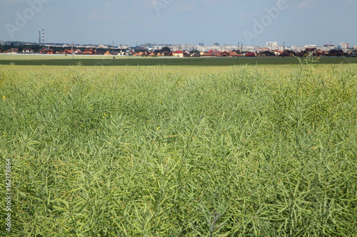 Rapseed field in the sun with blue sky. Summer crop field. Plants and blue sky. photo