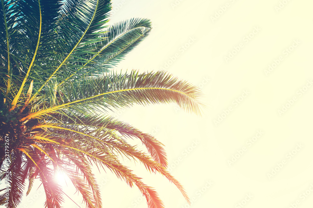 Naklejka premium Palm trees branches against sky. Tropical background