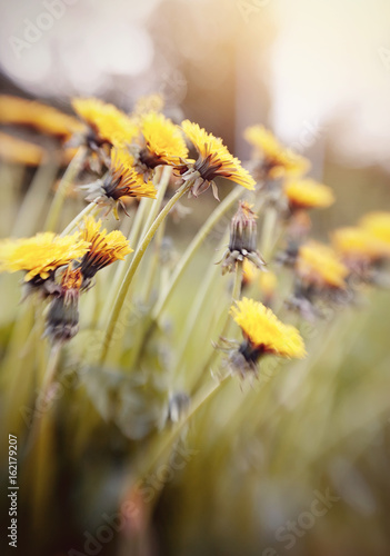 Fototapeta Naklejka Na Ścianę i Meble -  Blossoming of a yellow dandelion.