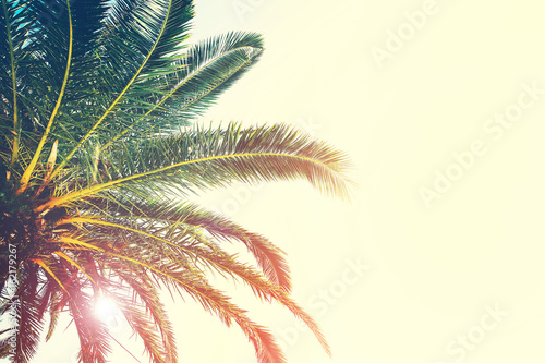 Palm trees branches against sky. Tropical background