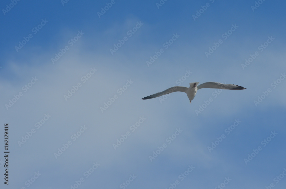 Fototapeta premium Seagull flying against bright blue sky