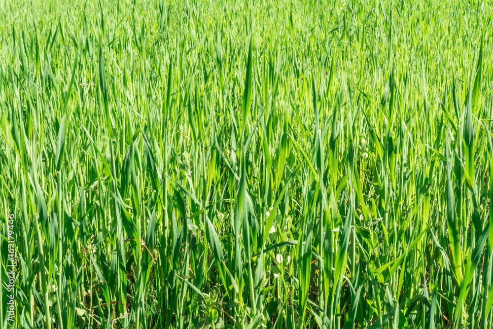 Green grass texture from a field Green grass texture from a field