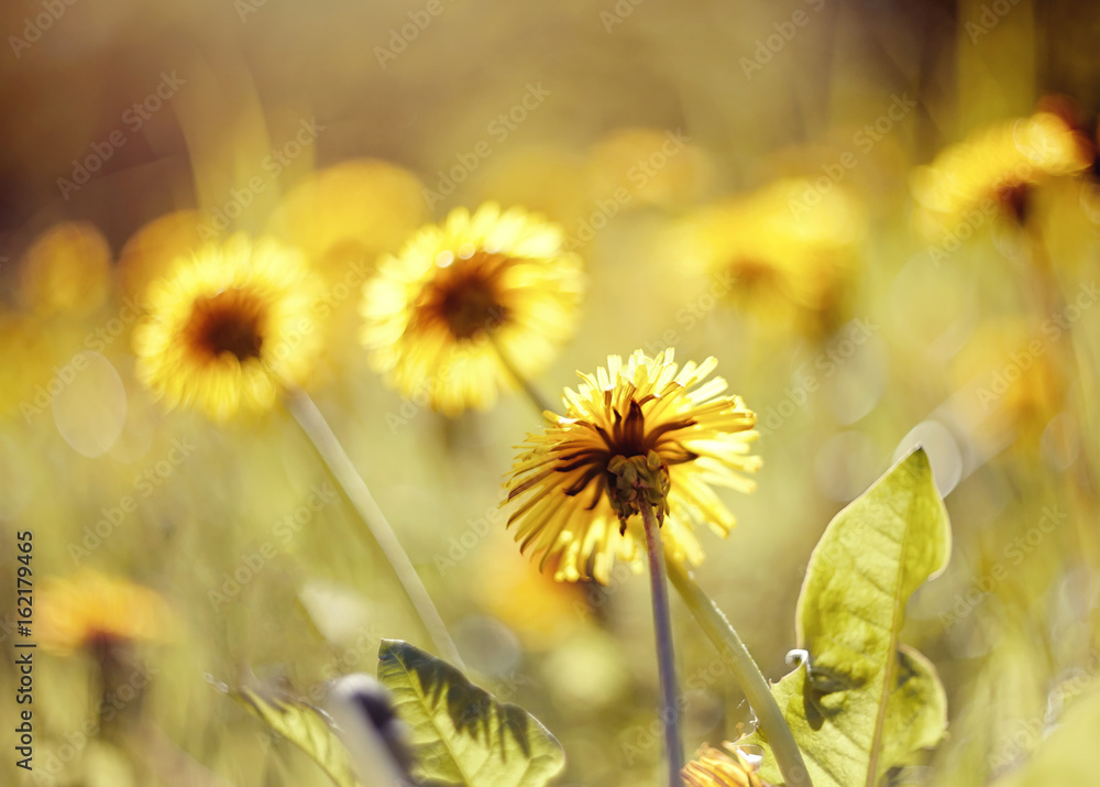 Yellow summer weed flowers - dandelions. Yellow summer weed flowers - dandelions.