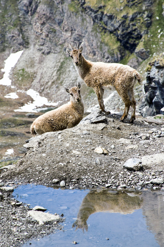 una coppia di giovani camosci si avvicinano alle acque del laghetto per bere photo