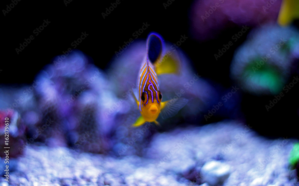 Fototapeta premium Regal Angelfish (Pygoplites diacanthus) 
