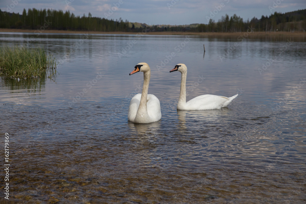 White swans on the shore of the lake White swans on the shore of the lake