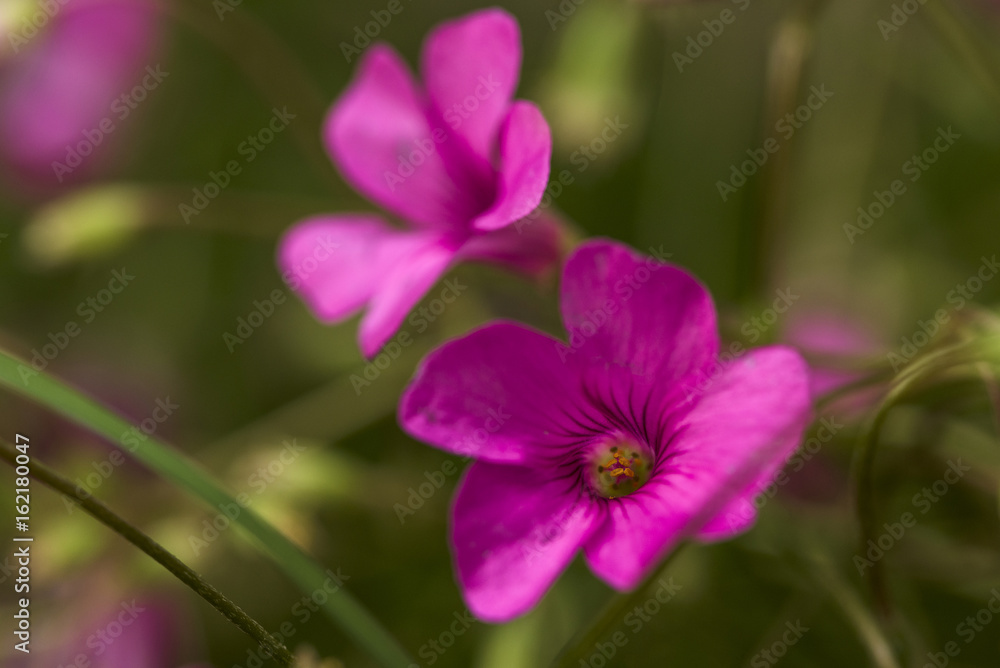 Fototapeta premium Beautiful purple pink flowers blooming closeup background blur
