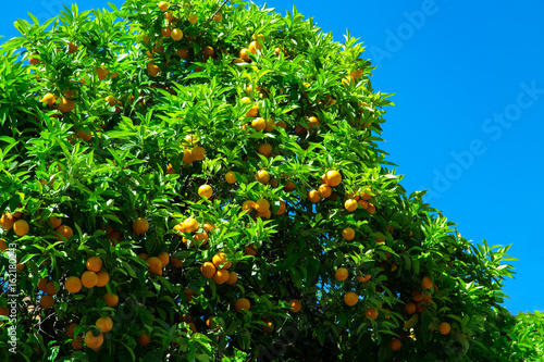 Orange fruit on tree in city garden