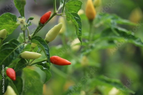 Chili fresh on tree colorful in the garden