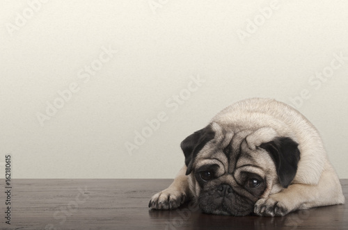 cute little pitiful sad pug puppy dog, lying down on wooden floor