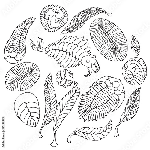Fauna of Neoproterozoic and Paleozoic Era. Black pen illustration on white background. Anomalocaris, Vendia, Dickinsonia, Charnita, Trilobita.