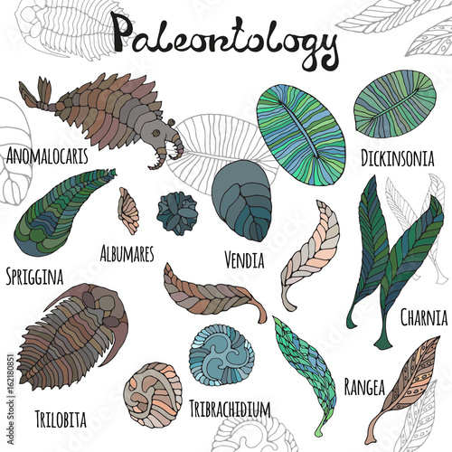 Fauna of Neoproterozoic and Paleozoic Era. Bright illustrations with titles on white background. Anomalocaris, Vendia, Dickinsonia, Charnita, Trilobita.