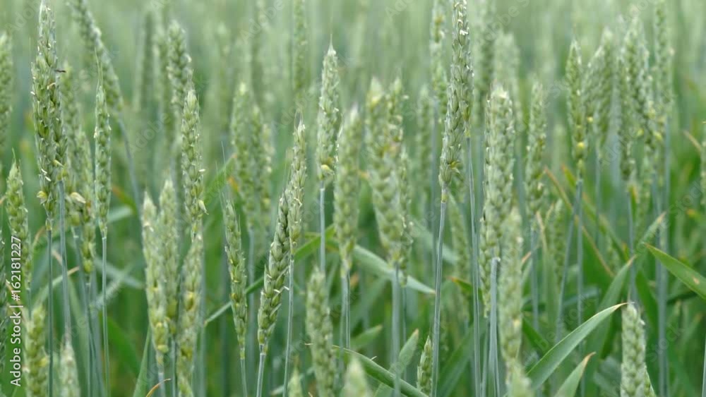 Wheat Green Shoots green field and cloudy sky. Green Wheat Field Wheat Green Shoots green field and cloudy sky. Green Wheat Field