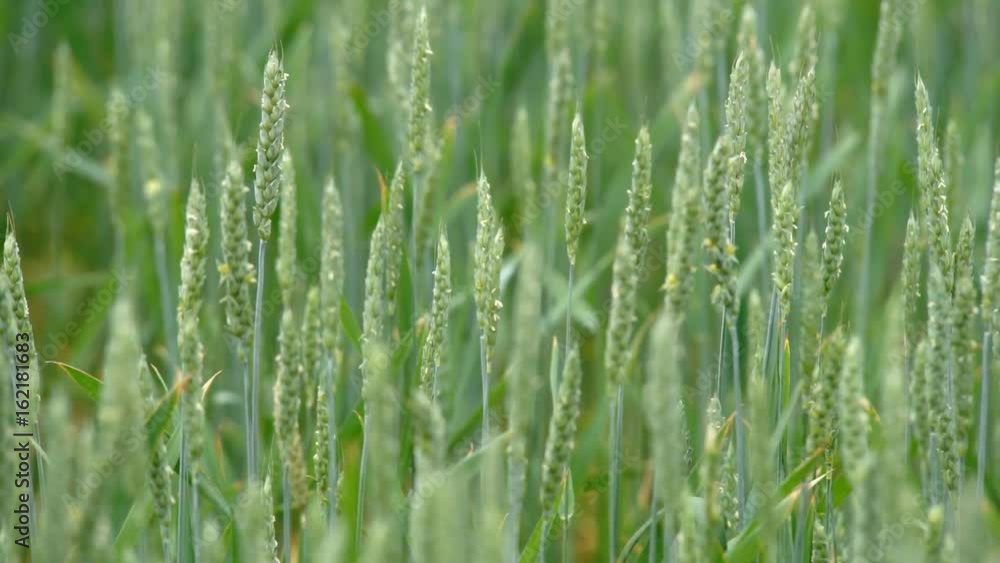 Wheat Green Shoots green field and cloudy sky. Green Wheat Field Wheat Green Shoots green field and cloudy sky. Green Wheat Field